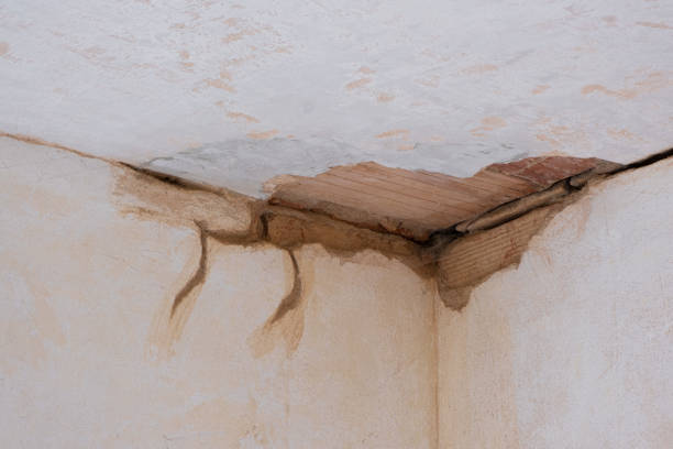 Best Mold removal after water damage  in Opelousas, LA